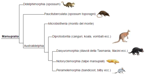 Marsupial_phylogeny_(ita)