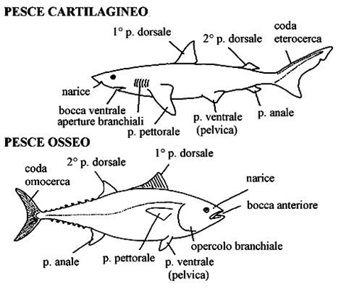 schema-pesce-osseo-e-schema-pesce-cartilagineo1