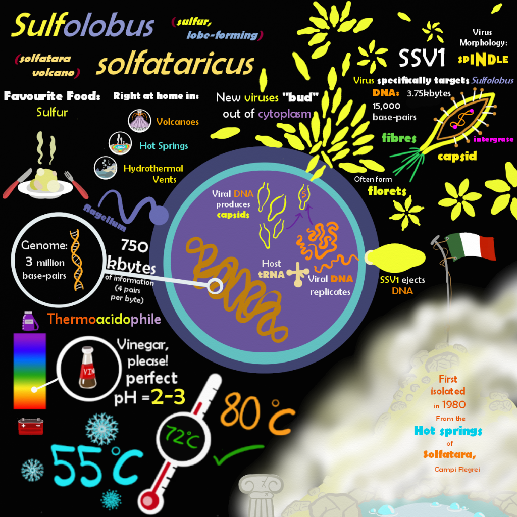 sulfolobus solfataricus